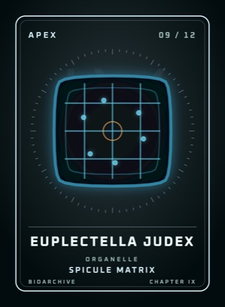Cherta: EUPLECTELLA JUDEX
