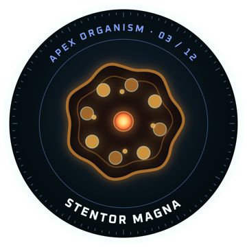 Adesif: STENTOR MAGNA