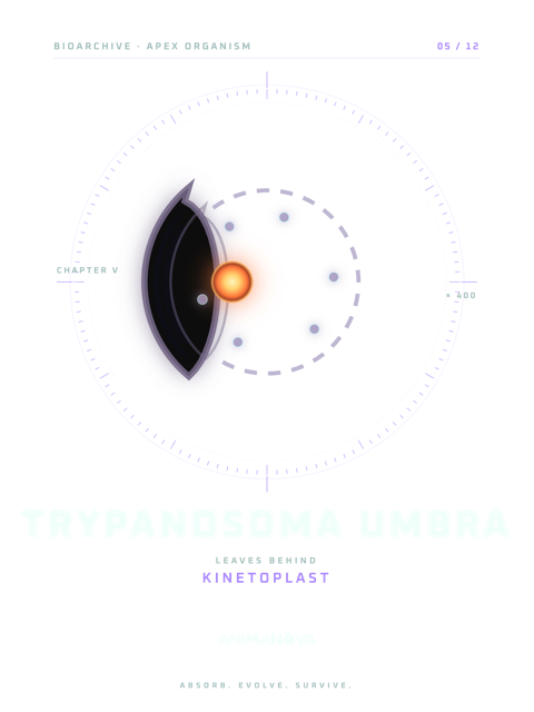 Dessëni sun la majëuta: TRYPANOSOMA UMBRA · CINETOPLAST