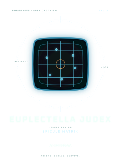 Dessëni sun la majëuta: EUPLECTELLA JUDEX · MATRIZ DE SPICOLES