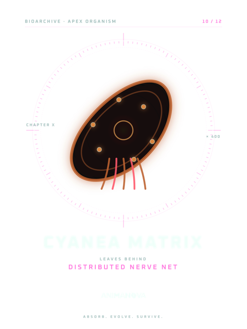 Dessëni sun la majëuta: CYANEA MATRIX · RË NERVËUSA DESTRIBUIDA