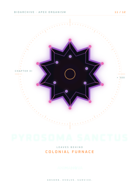 Dessëni sun la majëuta: PYROSOMA SANCTUS · FURNEL COLONIEL